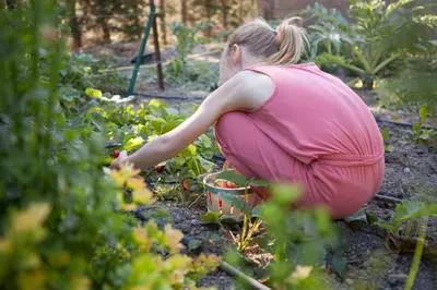 a woman in pink dress planting flowers in a garden at Château de la Motte - Entre Narbonne et le Canal du Midi in Marcorignan