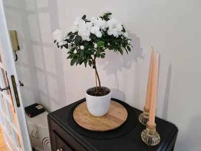 a plant in a white vase on a table at Le petit coin de la bastide 11 in Carcassonne