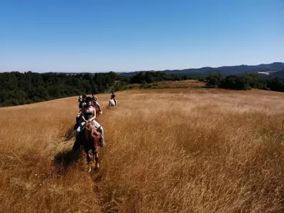 a group of horses running through a field at Mobilhome Ferme équestre La Mouillère in Chalabre