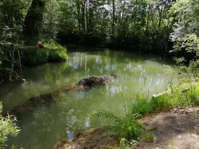 a pond with green water in a forest at Mobilhome Ferme équestre La Mouillère in Chalabre