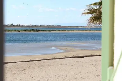 a beach with a palm tree and the ocean at Front de plage du Grazel - Piscine et parking GN500-014 in Gruissan