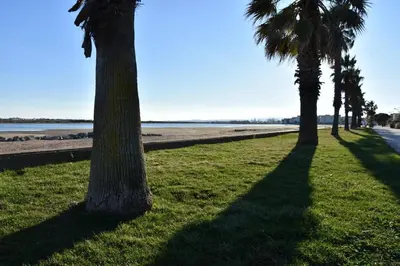 a row of palm trees on the beach at Pavillon dans résidence avec piscine Grazel GA090-056 in Gruissan