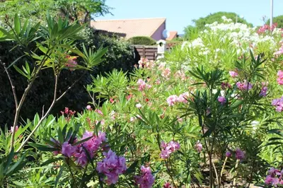 a garden with pink flowers and plants at Maison 2 pièces cabine - Gruissan GN020-084 in Gruissan