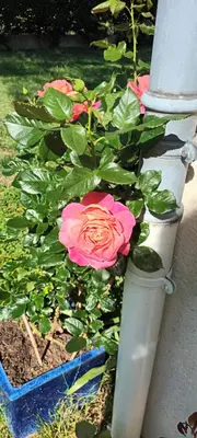 a pink rose in a flower pot next to a pole at Chez Maxou - 3 ēpis Jardin Clos-Garage-Dogfriendly in Revel