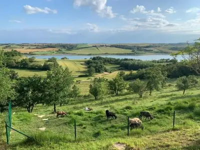 a group of animals grazing in a field with a lake at La bergerie - Paisible vue lac et montagne in Molleville