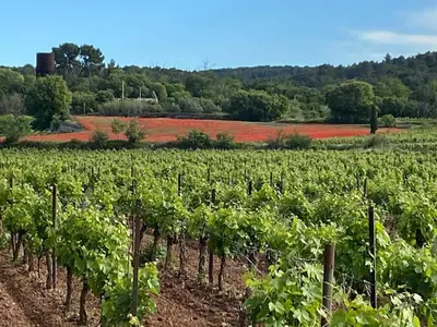 a vineyard with a bunch of green vines at Modern apartment centrally located in Quarante in Quarante