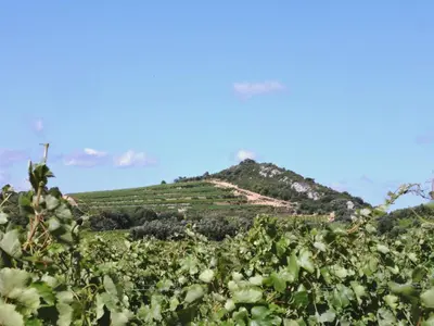 a vineyard with a hill in the background at Château les Poules in Assignan