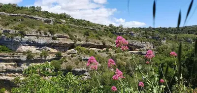 a bunch of pink flowers in front of a mountain at Château les Poules in Assignan