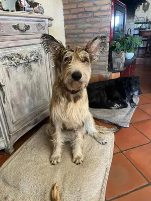 a small dog sitting on a rug next to a fireplace at Domaine Castelsec in Roquefort-des-Corbières