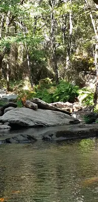 a monkey laying on a rock next to a body of water at Château de Villeneuve - Montolieu in Montolieu