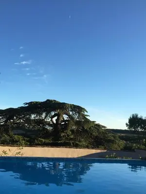 a tree sitting on top of a sandy beach at Château de Villeneuve - Montolieu in Montolieu