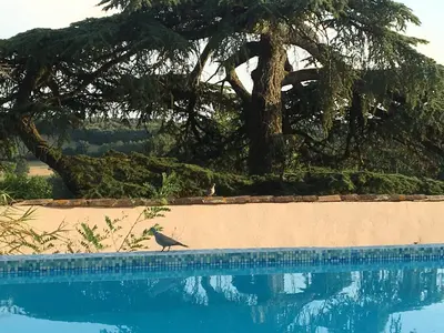 a bird standing on the side of a swimming pool at Château de Villeneuve - Montolieu in Montolieu