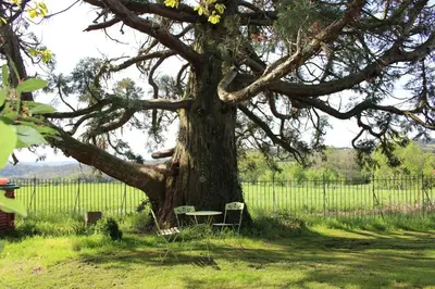 a bench sitting in front of a large tree at Château de Villeneuve - Montolieu in Montolieu