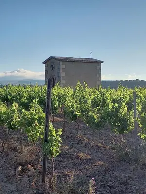 a field of vines with a building in the background at Domaine Saint Augustin in Rieux-Minervois