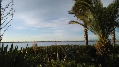 two palm trees next to a body of water at Maison climatisée à 20m du bras de mer GA070-040 in Gruissan