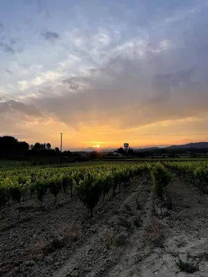 a field of vines with the sun setting in the background at Artist Residence - courtyard, terrace, Grand Piano in Siran