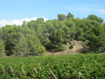 a hillside with trees and a field of vines at House on winery in Azille