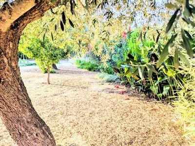 a garden path with plants and a tree at Villa Le Jardin des Délices - de 2 à 8 personnes avec Piscine in Raissac-dʼAude