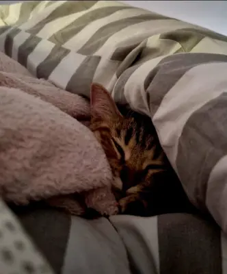 a cat sleeping on top of a bed at La Bulle Carrée - Centre Historique médiéval - in Lapalme