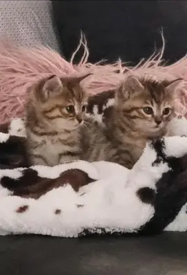 two kittens laying on a blanket on a couch at La Bulle Carrée - Centre Historique médiéval - in Lapalme