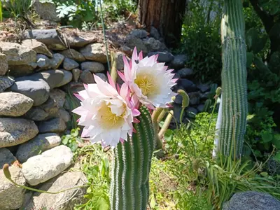 two pink flowers are growing on a cactus at Vue D Ansignan in Ansignan