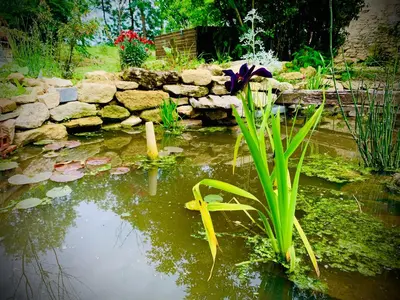 a garden with a pond with flowers and a rock wall at La Main du Cœur Chambre d'hôtes de charme à la campagne in Loubens-Lauragais