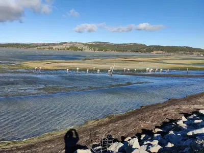 a person taking a picture of a group of animals in the water at T2 cabine relooké avec piscine idéalement situé in Gruissan
