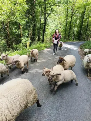 a woman walking down a road with a herd of sheep at L'oustal in Lacrouzette