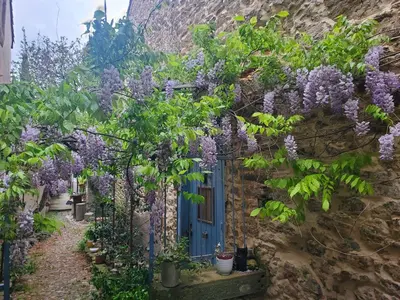 a house covered in wisteria in front of a blue door at La Concha 1 in Conques-sur-Orbiel