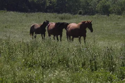 four horses standing in a field of tall grass at la source et la sorciere in Pradelles-Cabardès