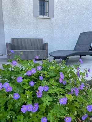 a chair and a table and some purple flowers at Villa Serenita in Villemoustaussou