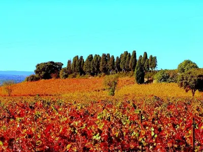 a field full of red and yellow flowers on a hill at Moliere - la maison Comfortable holiday residence in Ferrals-lès-Corbières