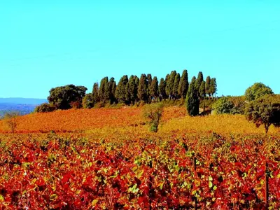 a field of red and yellow flowers on a hill at Maison de Maitre Comfortable holiday residence in Ferrals-lès-Corbières