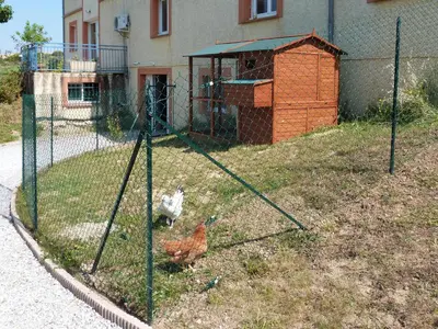 two chickens are standing in a batting cage at Gites des Camparros in Nailloux