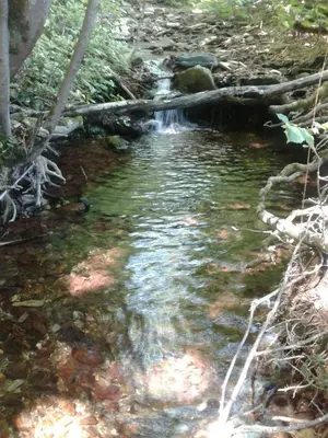 a stream of water with a waterfall in a forest at La Maison du chataignier in Cassagnolles