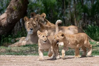 a couple of lions and a lion cub playing at La Galinette Family Loft in Sigean