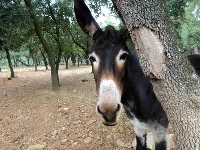 a horse is standing next to a tree at Chateau de Paraza in Paraza