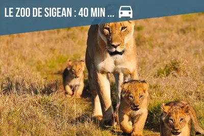 a group of lions walking in the grass at - L'Evasion - Vue panoramique in Gruissan