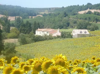 a field of sunflowers with a house in the background at Charming cottage style property nestled in stunning French countryside near Carcassonne and Mirepoix in Hounoux