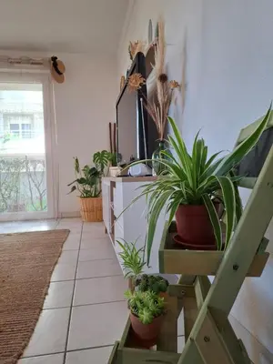 a room with potted plants sitting on a shelf at Joli Appt La Pérouse, 2 Chbres, Centre ville, Jardin in Castres