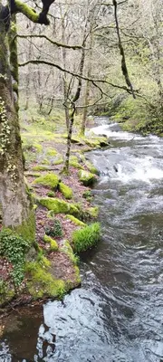 a stream in a wooded area next to a river at Gîte le Calsou 4 étoiles 3ch MontagneNoire Chât Cathare Carcassonne jardin rivière in Caudebronde