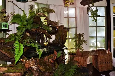 a large tree stump with plants in a room with windows at Le Vertige du Tigre in Courniou