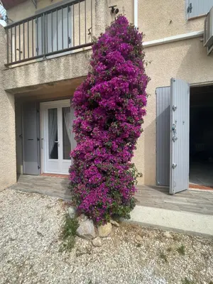 a bush of purple flowers on the side of a building at L'esprit Garrigue Caves in Caves