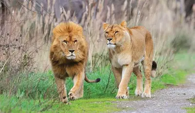 two lions walking down a dirt road at Tiny house Port la Nouvelle in Port-la-Nouvelle