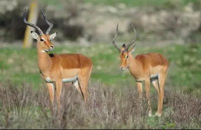 two deer standing in a field of grass at Tiny house Port la Nouvelle in Port-la-Nouvelle