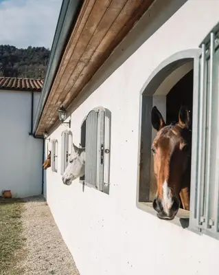 two horses looking out the window of a building at Cavalier Loft Domaine de Greffeil in Greffeil