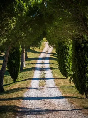 a tree lined road with trees on either side at Domaine de Vadel in Veilhes