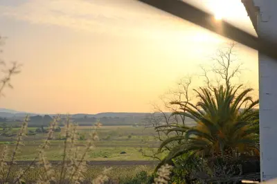 a view of a field with a palm tree at Maison de charme et vue Imprenable à 180 degrés sur les vignes et Pyrénées in Paraza