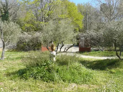 a tree in the middle of a field of grass at Villa Boulmia in Burlats