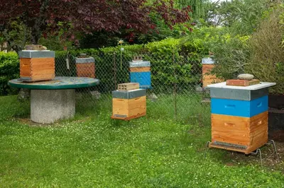 a group of beehives sitting next to a fence at Perets petit in Montégut-Lauragais